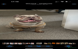 French Bulldog dogs for sale: Male French bulldog  - Image 1