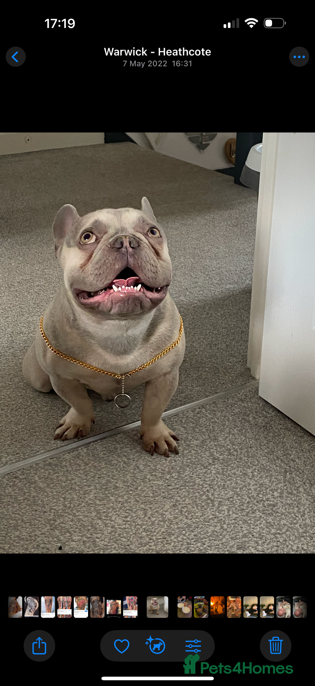 French Bulldog dogs for sale: Male French bulldog  - Image 1