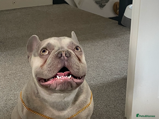 French Bulldog dogs Male French bulldog - Advert 1