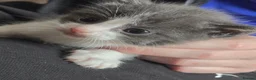 Mixed Breed cats for sale: Beautiful Blue/grey & white boys - Advert 8