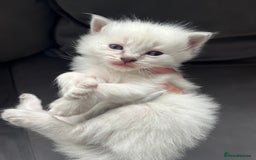 Ragdoll cats for sale: Ragdoll kittens  - Image 8