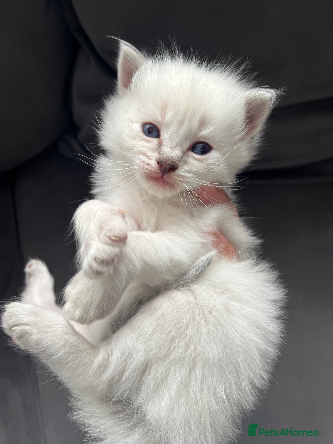 Ragdoll cats for sale: Ragdoll kittens  - Image 8