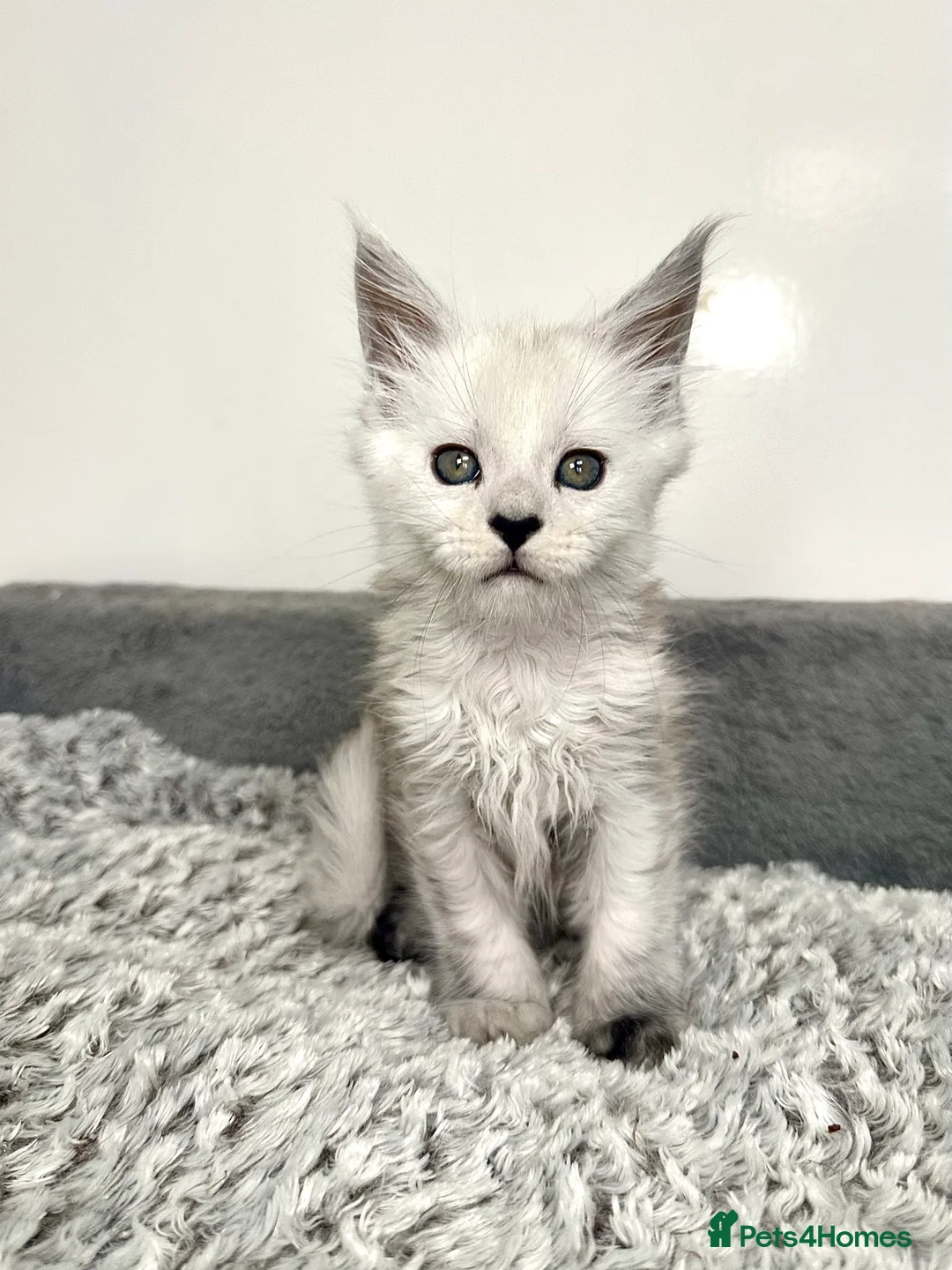 Maine Coon cats for sale: Tica registered Maine Coon kittens - Advert 8