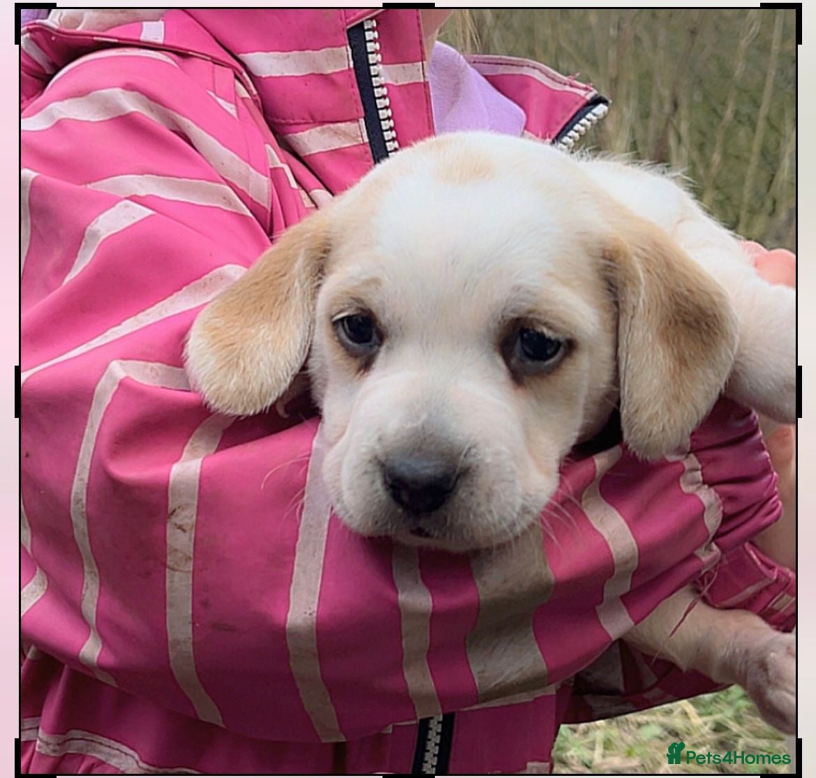 Beagle dogs 2 Beautiful beagle puppies  - Advert 11