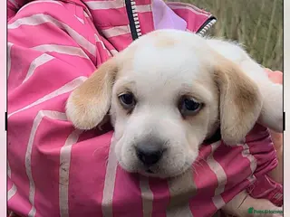 Beagle dogs 2 Beautiful beagle puppies - Advert 11