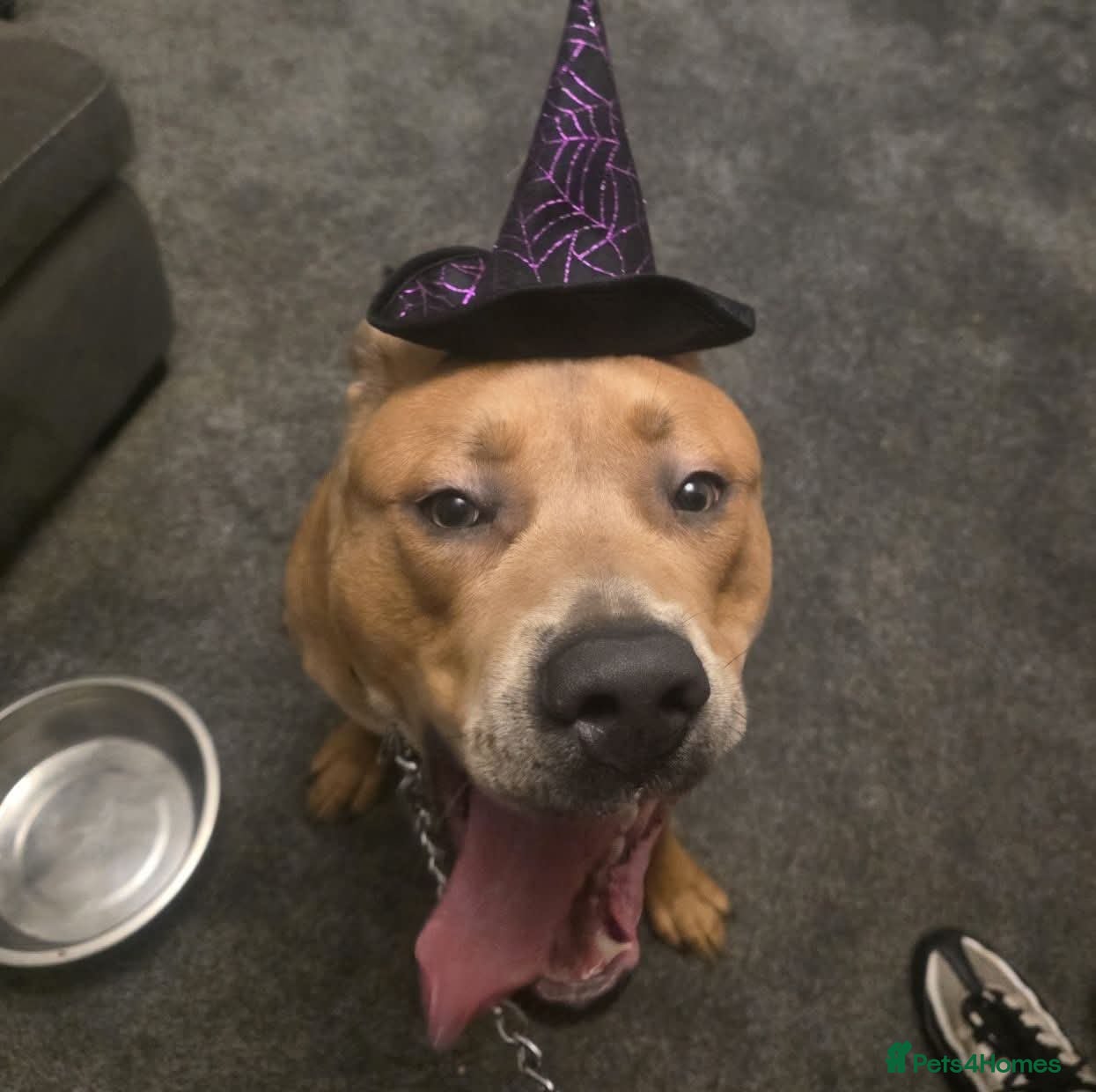 Mixed Breed dogs Rolo staffy cross  - Advert 1