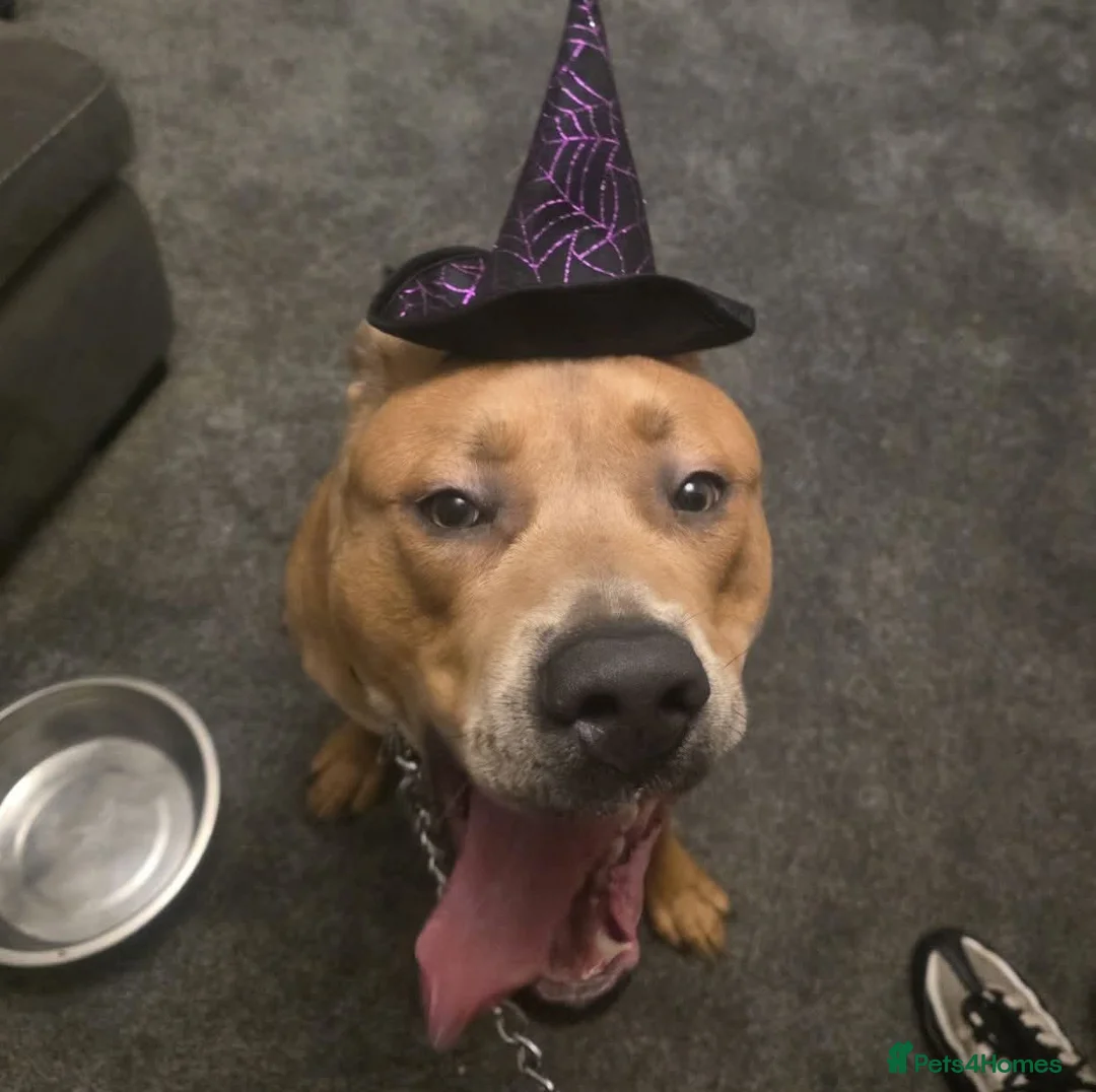 Mixed Breed dogs for adoption: Rolo staffy cross  - Advert 1