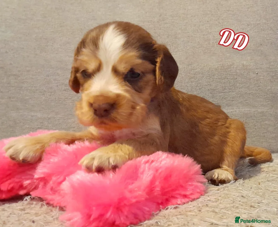 Cocker Spaniel dogs for sale: Stunning litter of Show Cocker Spaniel Puppies - Advert 9