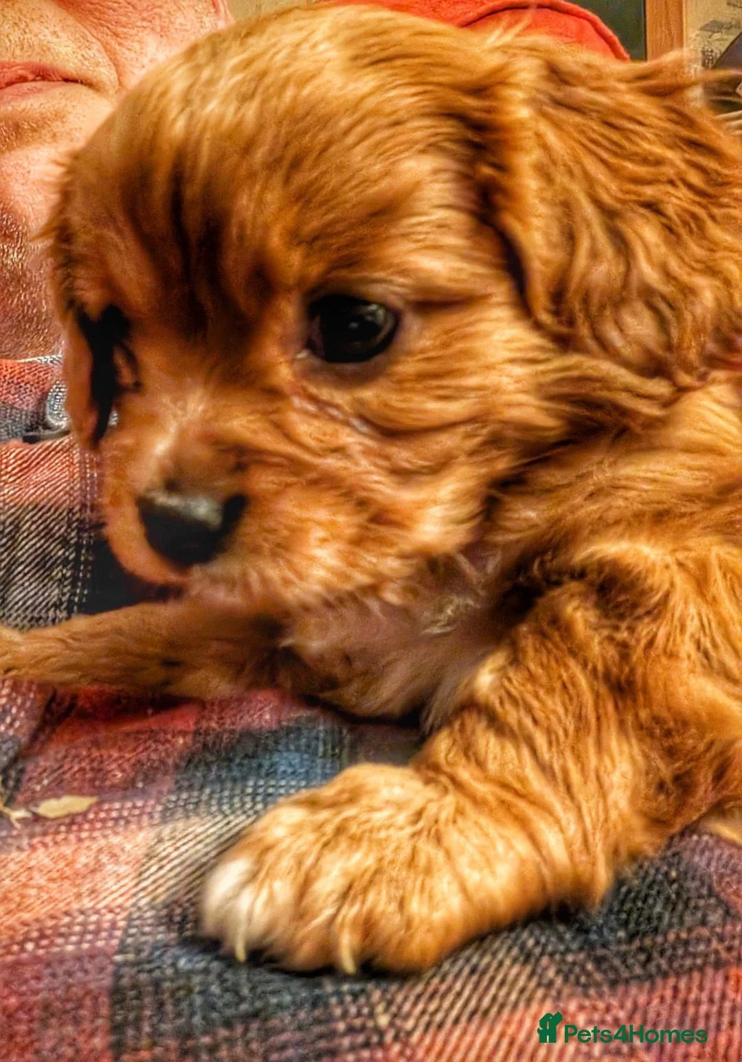 Cavapoo dogs for sale: Gorgeous, rare 'Splash' Cavapoo puppies - Advert 16