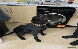 Mixed Breed dogs for sale: Cane corsa cross rottweiler  - Image 2
