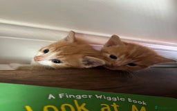 Persian cats for sale: Lovely little kittens  - Image 3