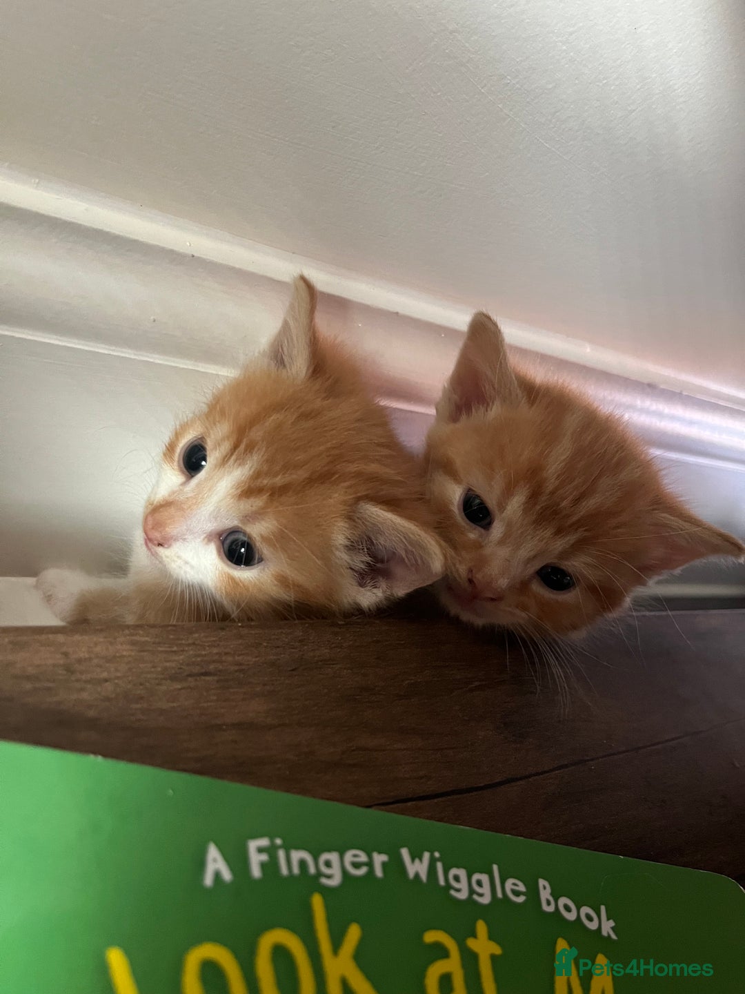 Persian cats for sale: Lovely little kittens  - Image 3