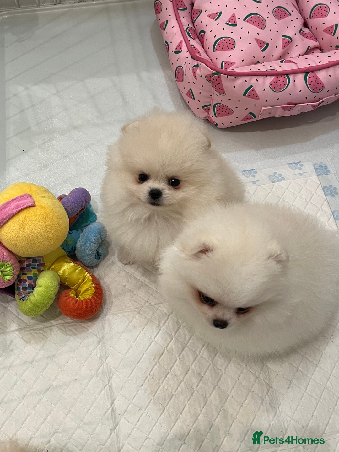 Pomeranian dogs for sale: Amazing Pom Puppies from Five Star breeder.  - Image 7