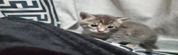 Mixed Breed cats for sale: 4 CUTE KITTENS FOR SALE!  - Advert 5