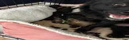 Pomsky dogs for sale: pomsky pomskie F2 puppies for sale black fawn - Advert 4