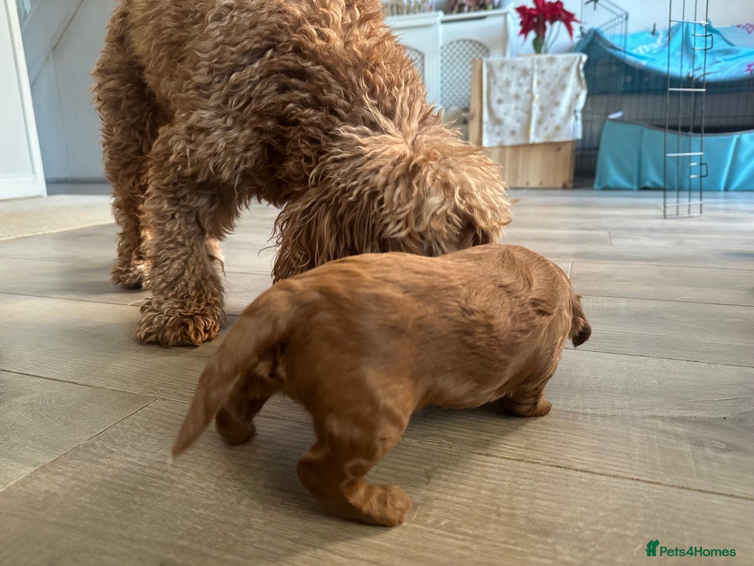 Cockapoo dogs for sale: F1b cockapoo girls for sale.  - Advert 5