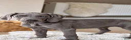 Weimaraner dogs for sale: ✨💗 KC REGISTERED WEIMARANER PUPPIES AVAILABLE 💗✨ - Advert 11
