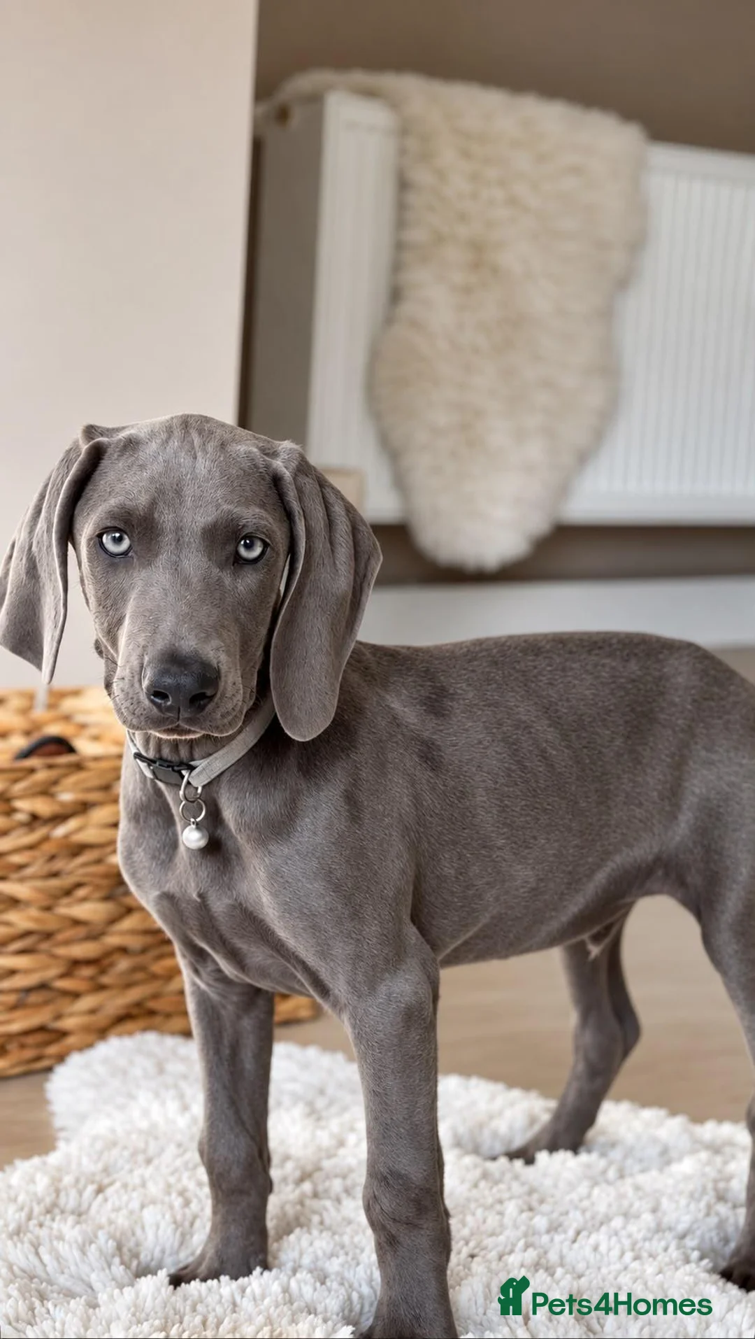 Weimaraner dogs for sale: ✨💗 KC REGISTERED WEIMARANER PUPPIES AVAILABLE 💗✨ - Advert 11