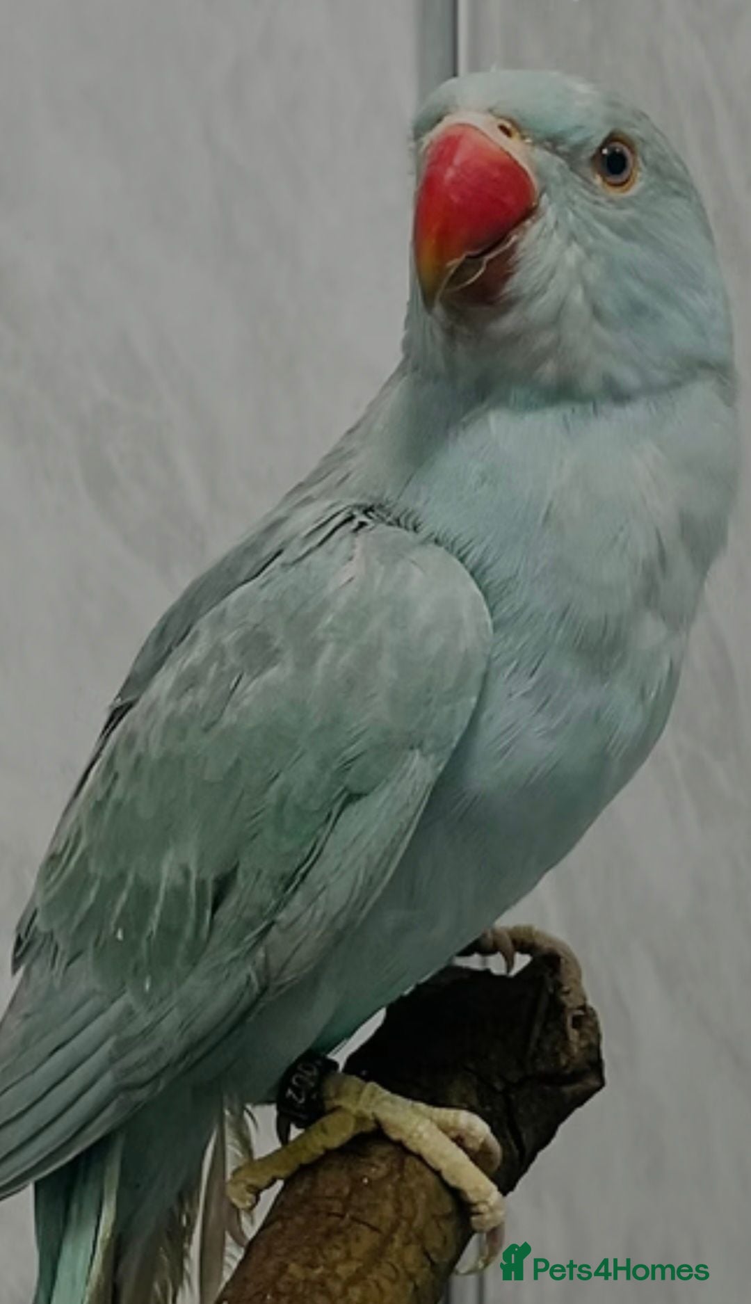 Ringnecks birds Lovely ringneck pied girl - Advert 1