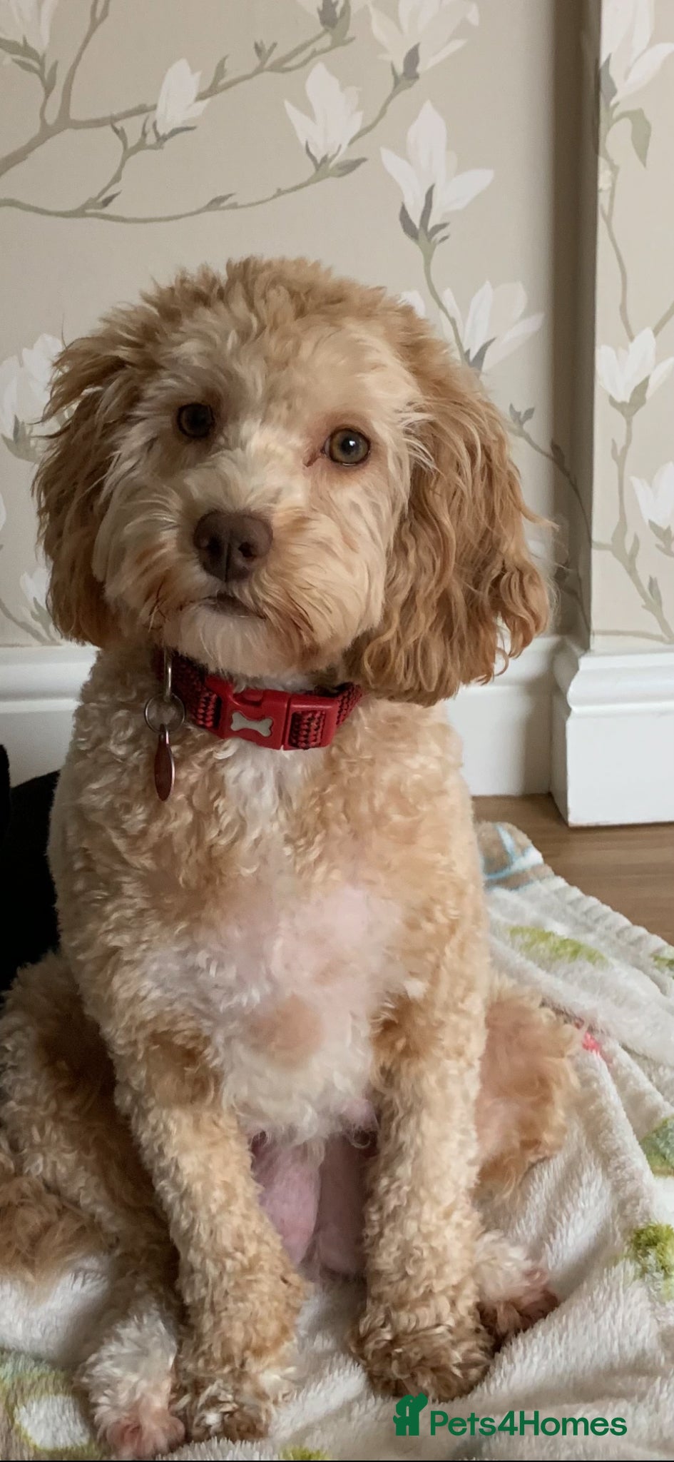 Cockapoo dogs Female cockapoo  - Advert 1