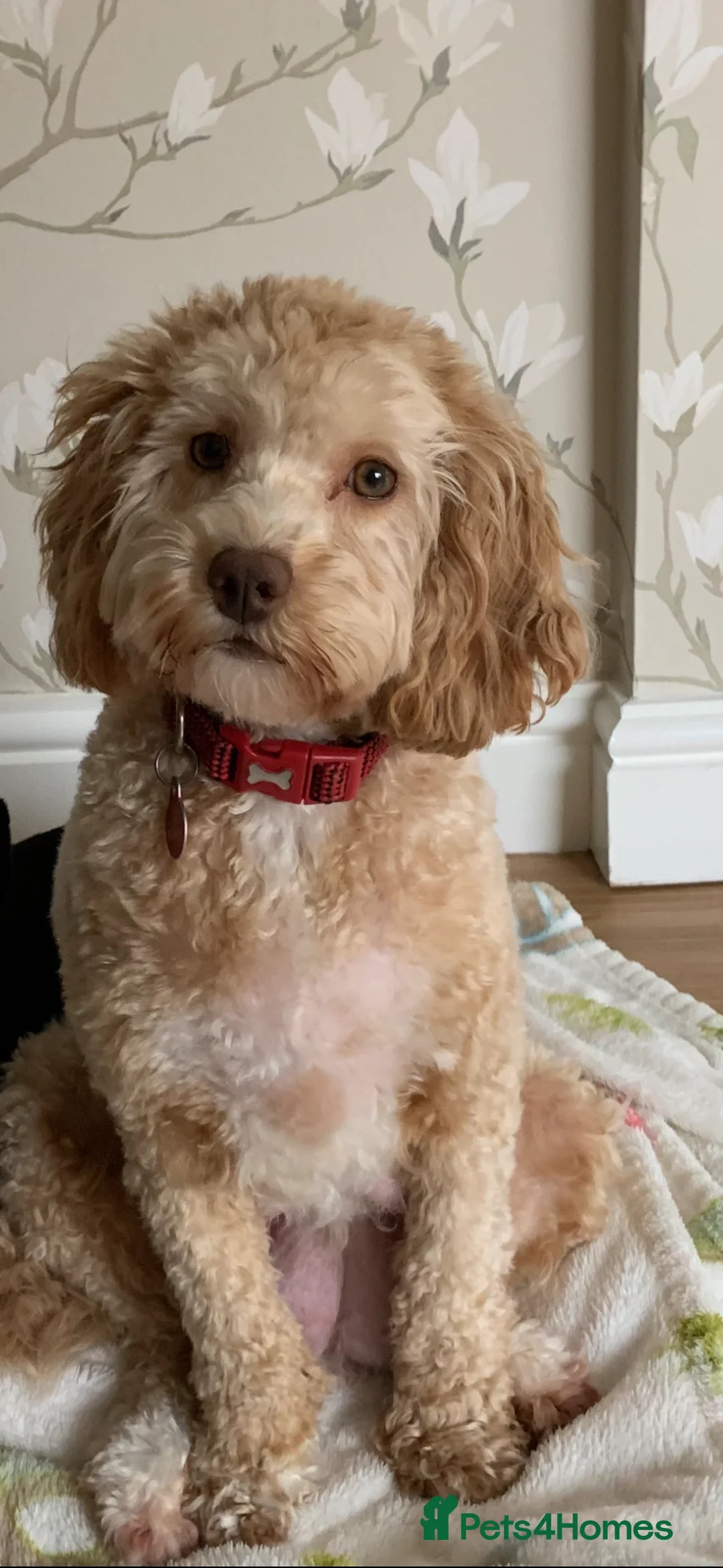 Cockapoo dogs for sale: Female cockapoo  - Advert 1
