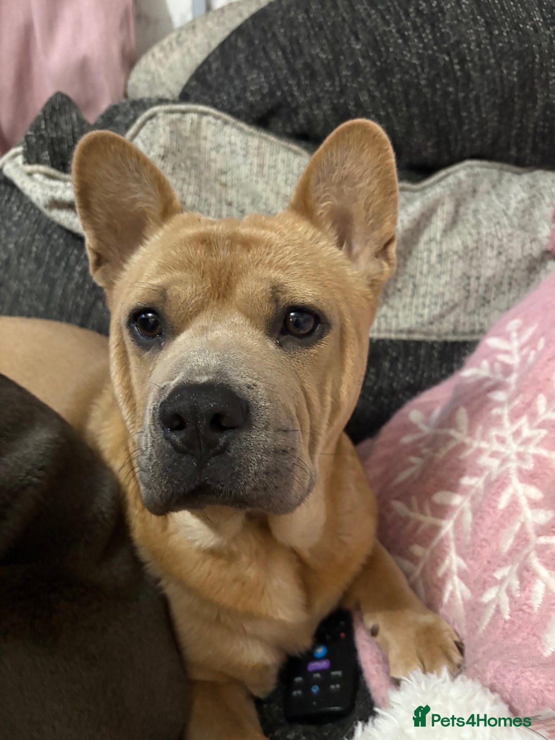 Mixed Breed dogs for sale: 🩷 STUNNING FRENCH CHOWS🩵 - Advert 15