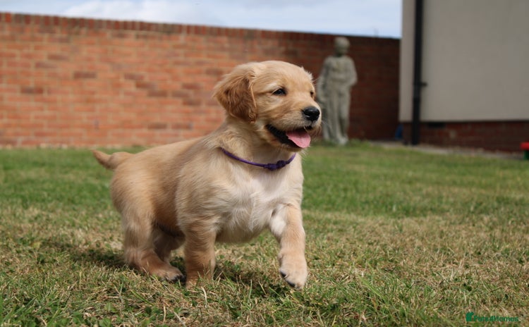 Golden Retriever dogs - Advert 2