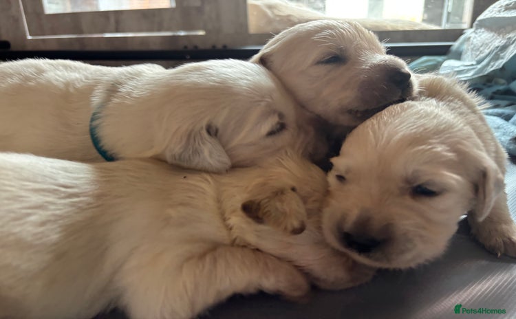 Golden Retriever dogs - Advert 5
