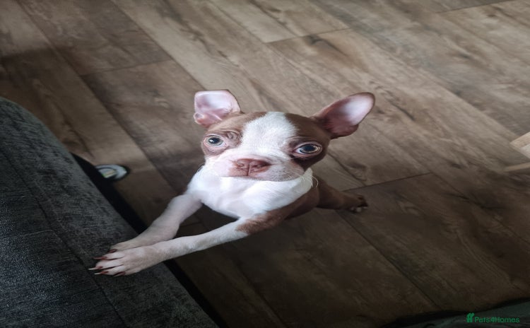 Boston Terrier dogs - Advert 1