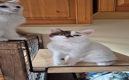 British Shorthair cats for sale: British Shorthair kittens  - Image 4