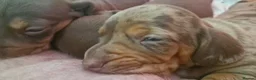 Dachshund dogs for sale: Beautiful minature Dachshund  - Advert 8