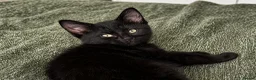 American Shorthair cats for sale: 2 Beautiful Mixed American Shorthair Kittens in Nottingham - Advert 4