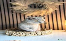 British Shorthair cats for sale: Two female British shorthairs - Image 6