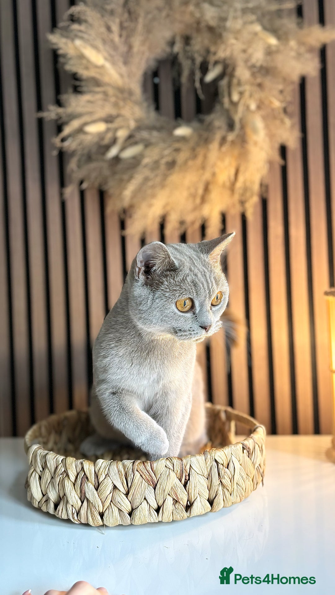 British Shorthair cats for sale: Two female British shorthairs - Image 6