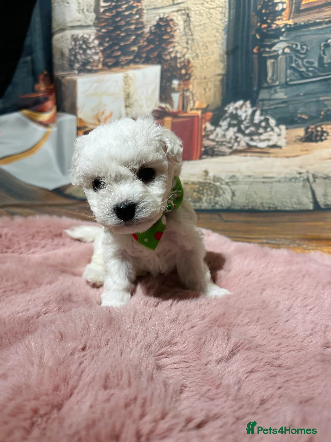 Bichon Frise dogs for sale: Pure Pedigree Champion Bloodline Bichon Frise  - Advert 31
