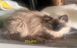Ragdoll cats for sale: Gorgeous pure breed Ragdoll kittens  - Image 17