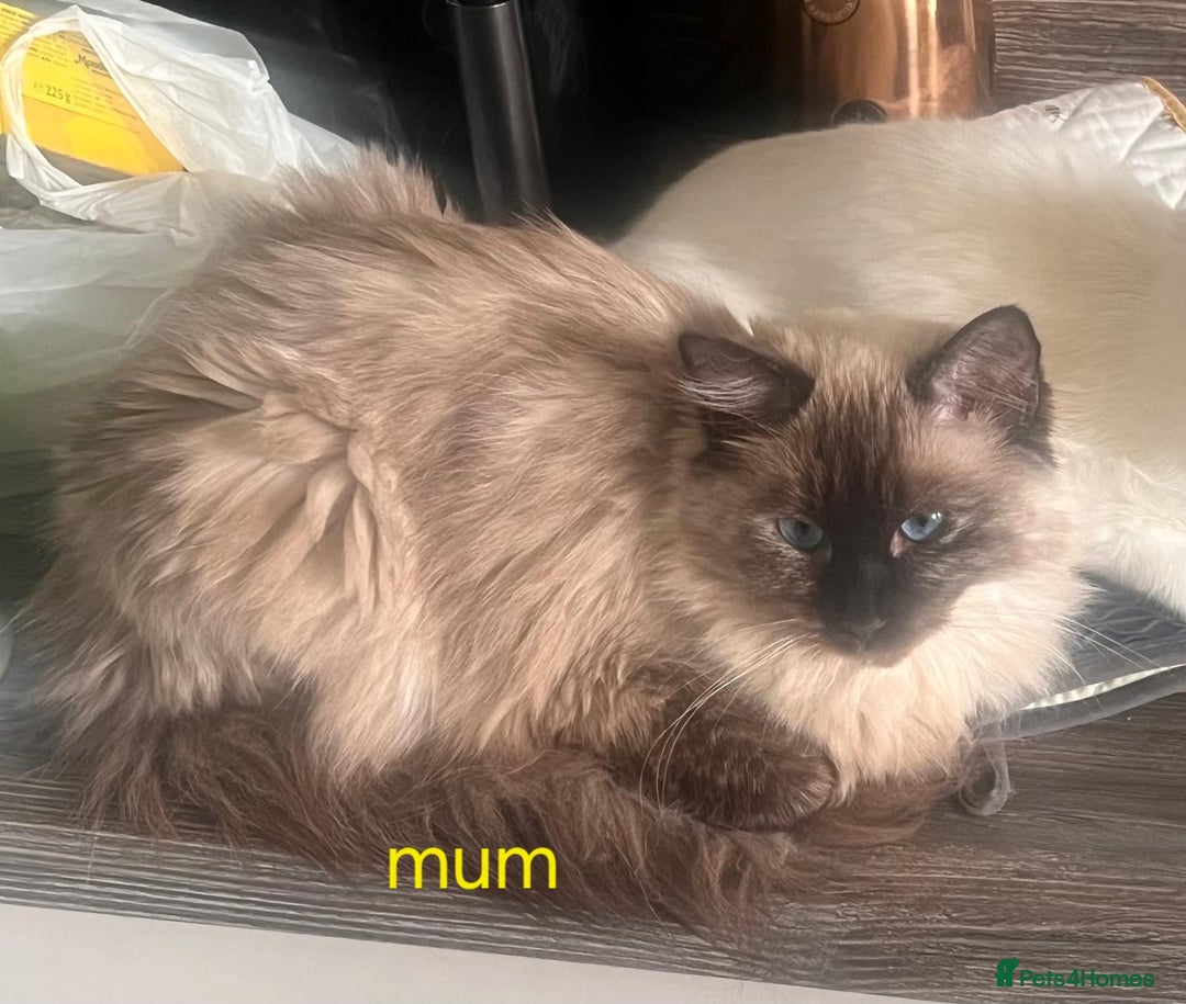 Ragdoll cats for sale: Gorgeous pure breed Ragdoll kittens  - Image 17