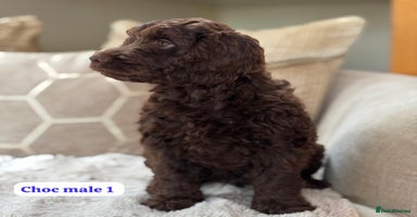 Cockapoo dogs - Advert 8