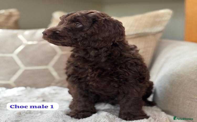 Cockapoo dogs - Advert 3