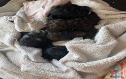 Cockapoo dogs for sale: Ready now! Cockapoo puppies F1 3 girls 2 boys - Image 19