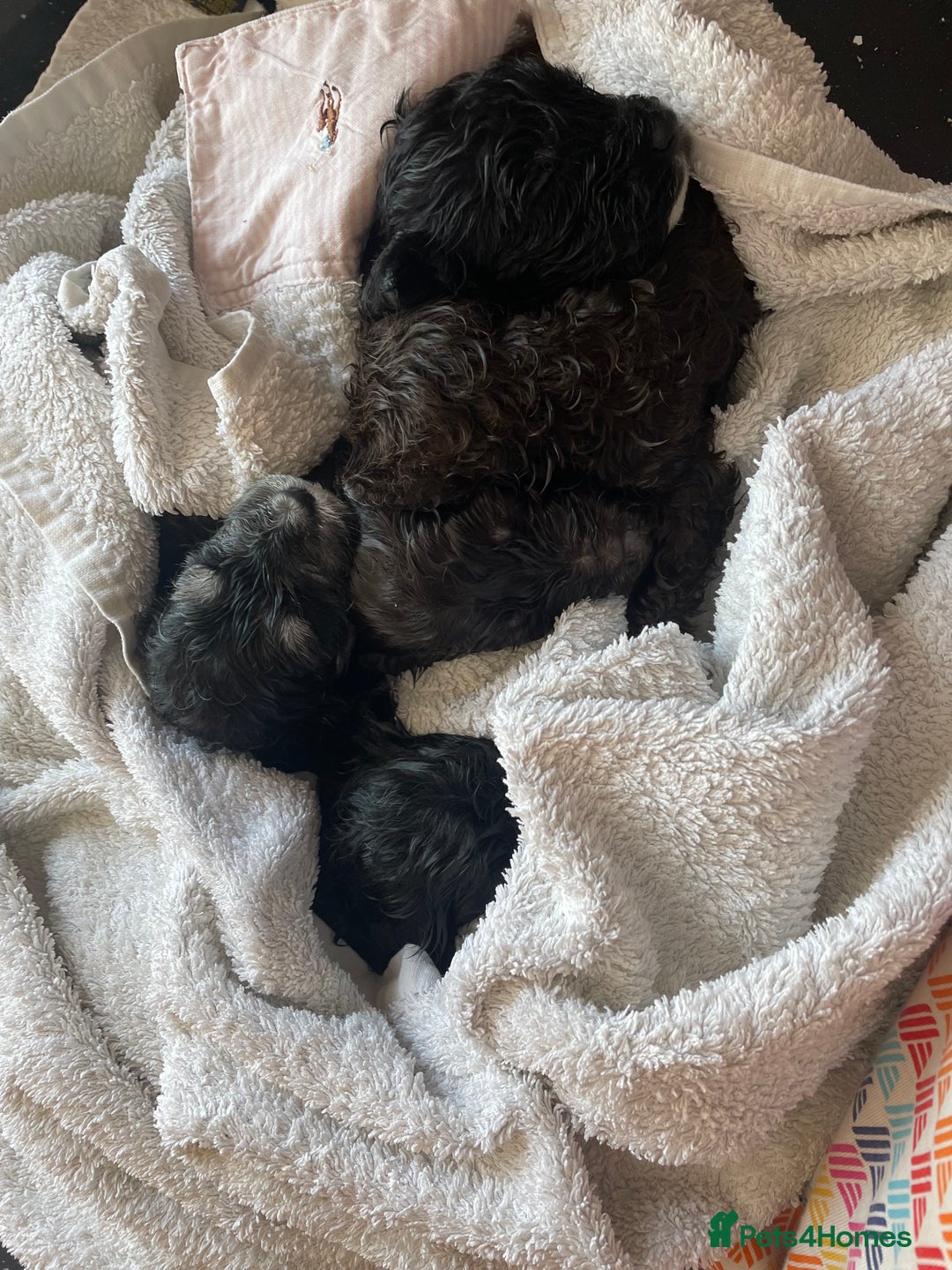 Cockapoo dogs for sale: Ready now! Cockapoo puppies F1 3 girls 2 boys - Image 19
