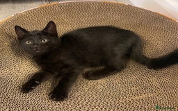 Domestic Shorthair cats for sale: 7 beautiful kittens!!!🐈‍⬛🐈‍⬛🐈‍⬛ - Image 10