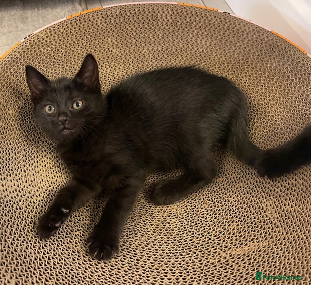 Domestic Shorthair cats for sale: 7 beautiful kittens!!!🐈‍⬛🐈‍⬛🐈‍⬛ - Image 10