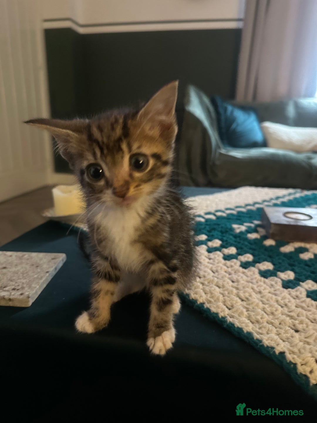 Mixed Breed cats for sale: Kitten - Image 4