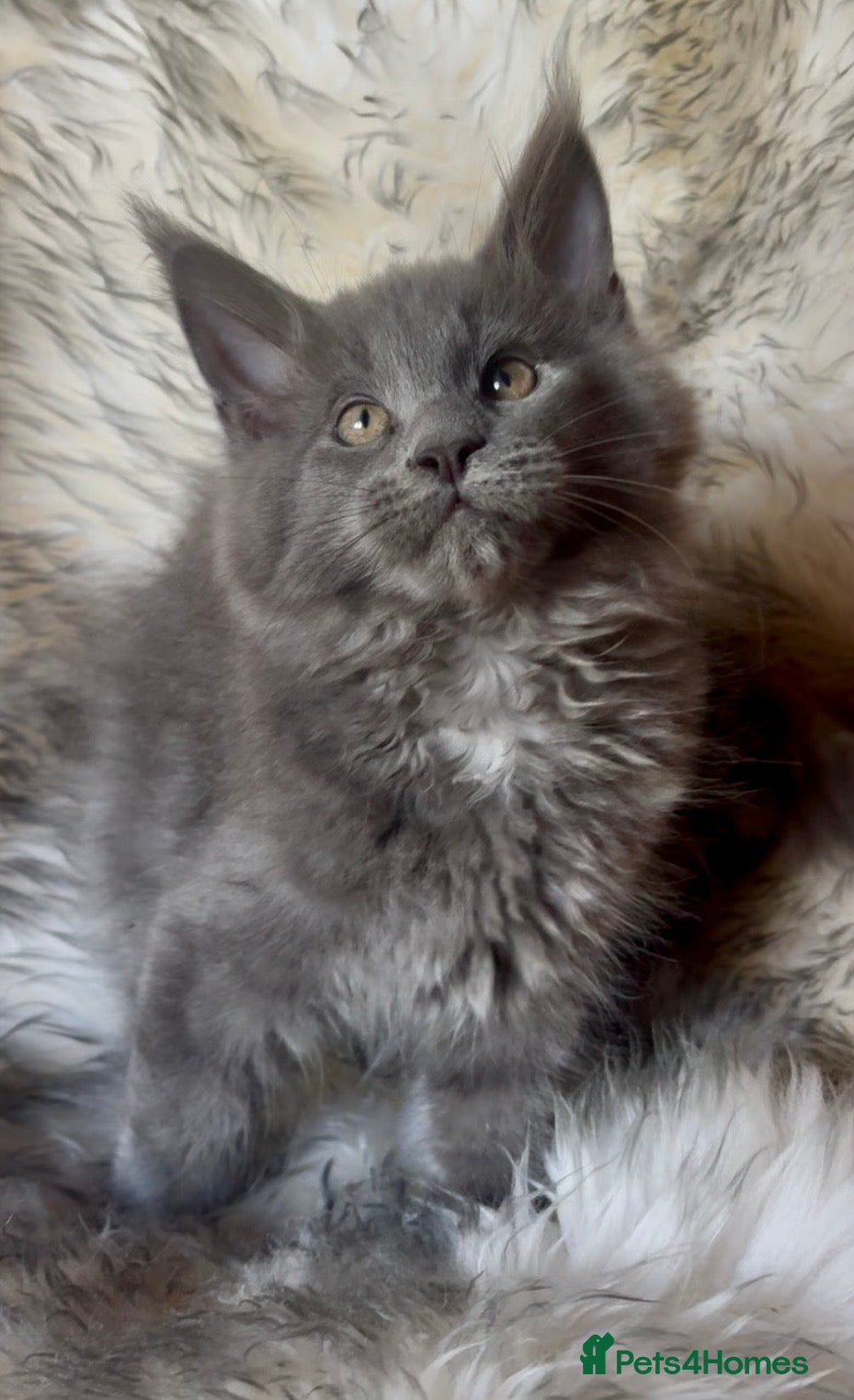 Maine Coon cats 🐾 Show Quality GCCF Registered Maine Coon Kittens - Advert 1
