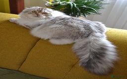 Scottish Fold cats for sale: The sweetest Folded ear boy on the world😻❤️ in Grimsby - Image 11