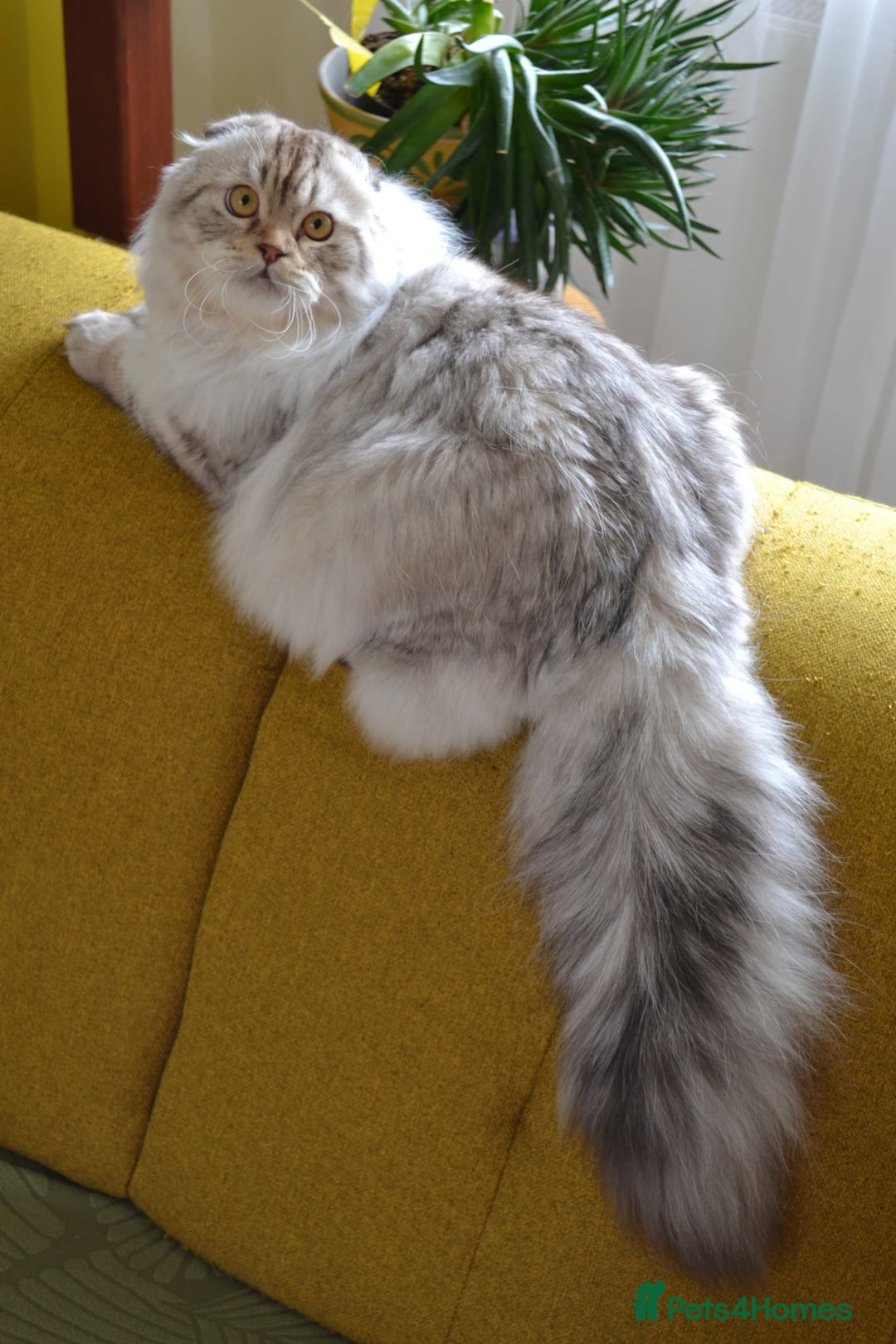 Scottish Fold cats for sale: The sweetest Folded ear boy on the world😻❤️ in Grimsby - Image 11