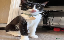 British Shorthair cats for sale: Nala 1 year old Kitten  - Image 1