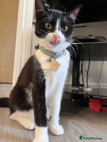 British Shorthair cats - Advert 1