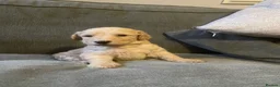 Irish Doodle dogs for sale: F1B Irish doodle puppies   - Advert 6